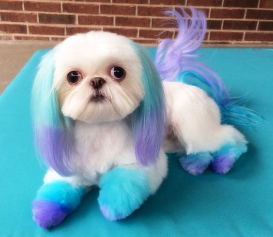 Dogs Hair Coloring