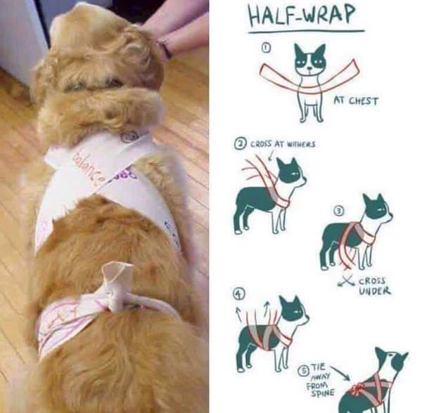 Dog body wraps