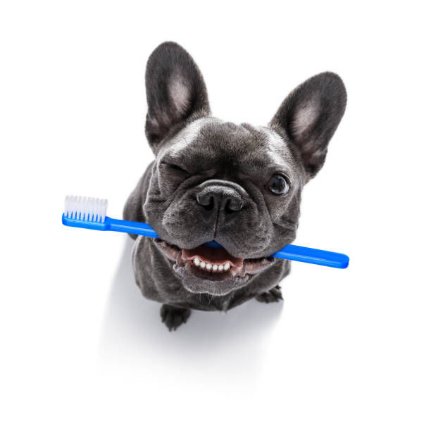 How to maintain dog's dental care