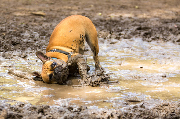 dog mud bath - kichad se khelna