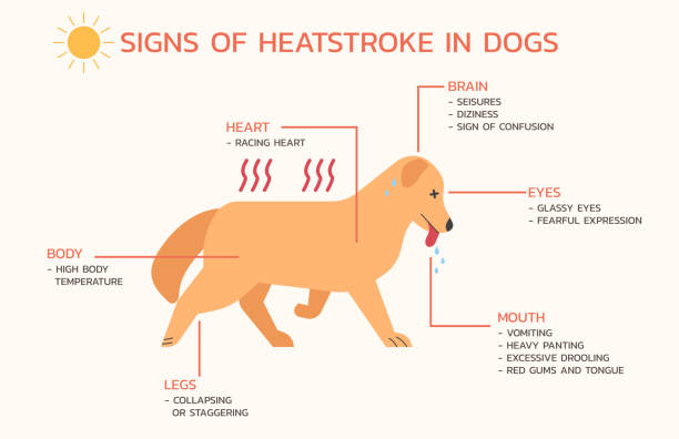 preventing heat stroke in your dog