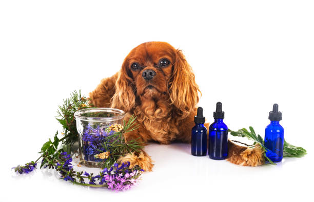 Dog aromatherapy