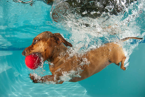 Dog swimming benefits