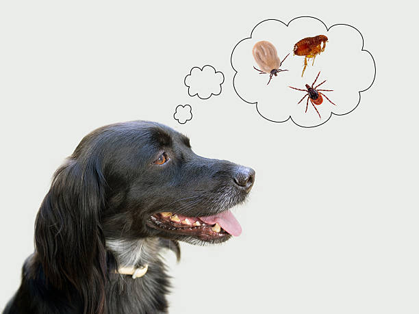 prevent dogs  from ticks and fleas