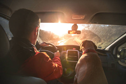 Car-Friendly Dogs