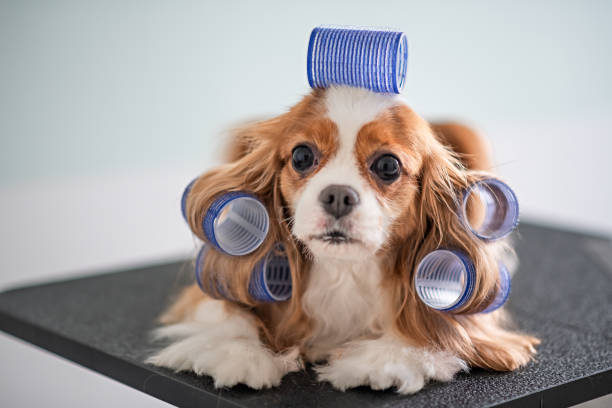 Stylish Dog hair styling 