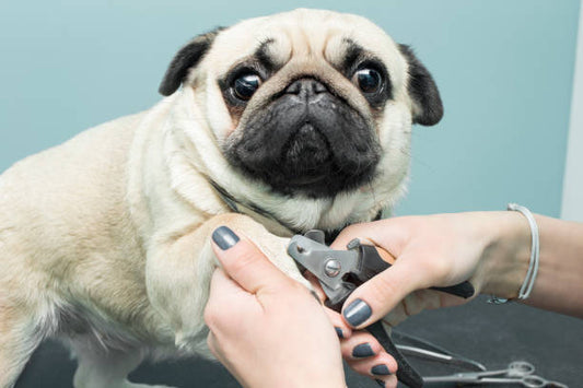 Maintaining your dog's Nail 